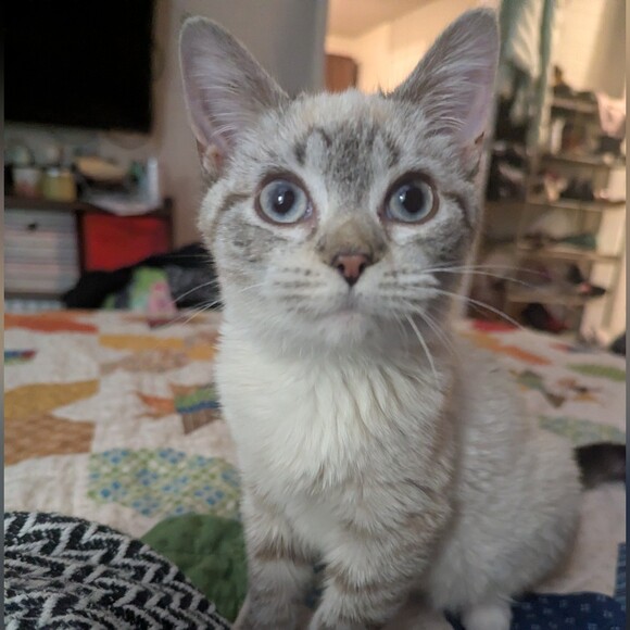tehnina